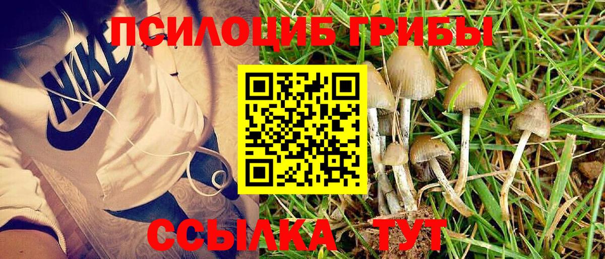 Псилоцибиновые грибы Psilocybe  Вход с VPN  Янаул 